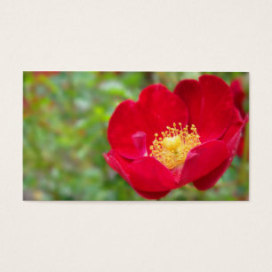 Les roses sont Signets rouges