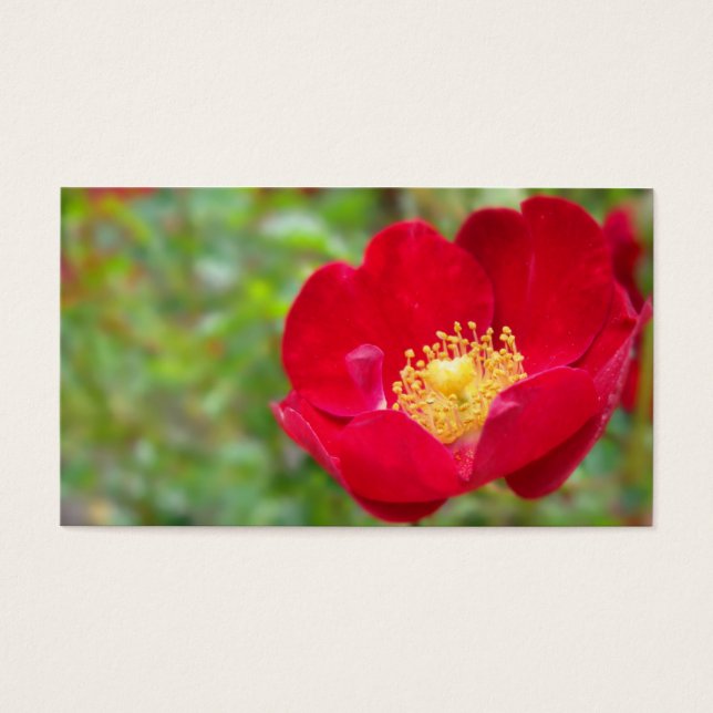Les roses sont Signets rouges (Devant)