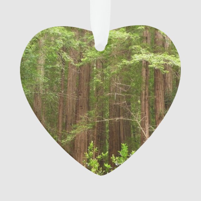 Les séquoias au monument national de Muir Woods (devant)