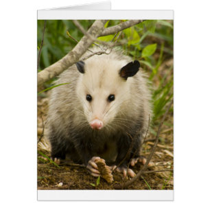 Les sommes d'argent sont jolies - Opossum Didelphi