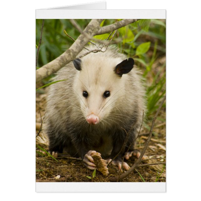 Les sommes d'argent sont jolies - Opossum Didelphi (Devant)