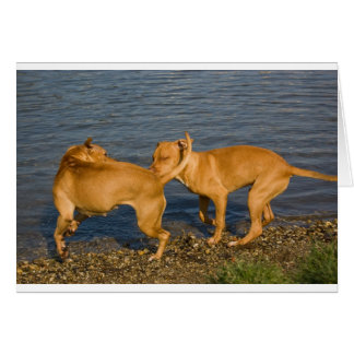 les taureaux amoureux