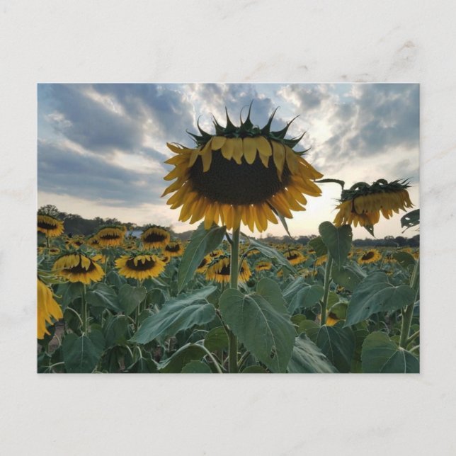 Les tournesols dans la carte postale coucher de so (Devant)