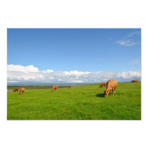 Les vaches frôlant dans un pré en photo de
