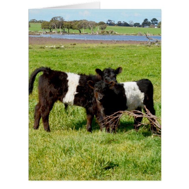 Les veaux de bébé galloway, (Devant)