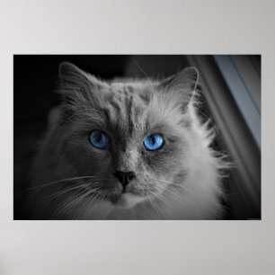 Les Yeux du Chat, décoration murale