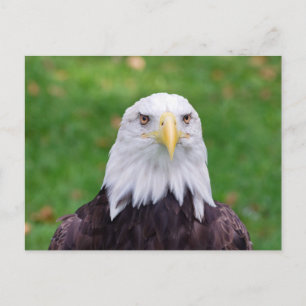 Les yeux d'une carte postale d'aigle chauve