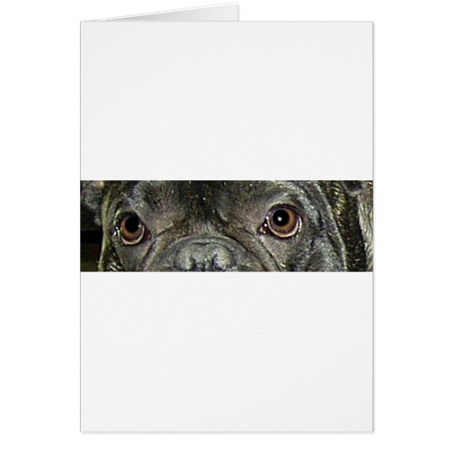 les yeux ringards de taureau (Devant)