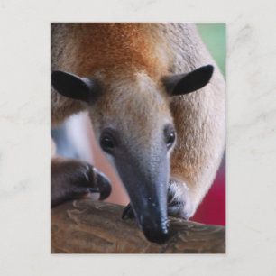 Lesser Anteater Postcards