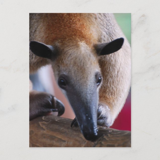 Lesser Anteater  Postcards (Front)