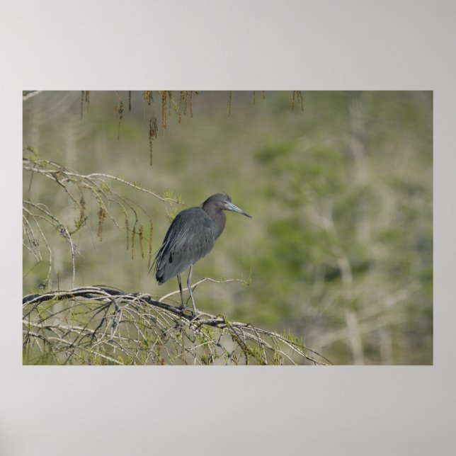 Lesser Blue Heron Everglades NAtional Park Poster (Front)