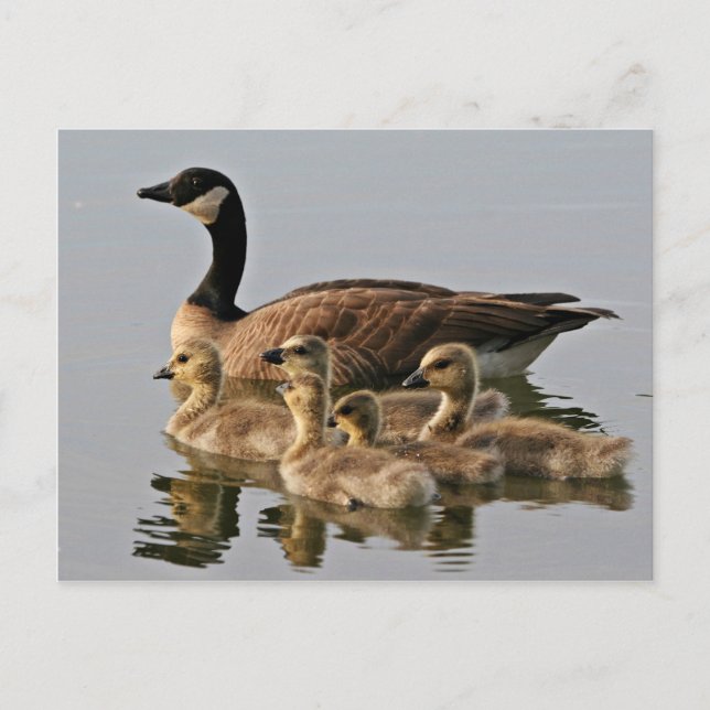 Lesser Canada Goose Brood Postcard (Front)