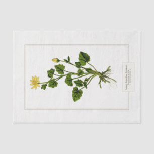 Lesser Celandine Botanical Illustration 1885  Tissue Paper