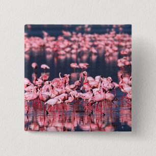 Lesser Flamingos (Phoeniconaias minor), Africa, 2 Inch Square Button