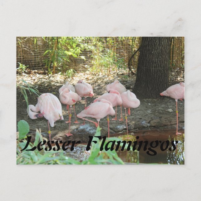 Lesser Flamingos Postcard (Front)