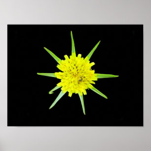 Lesser Goats-beard wild flower Poster