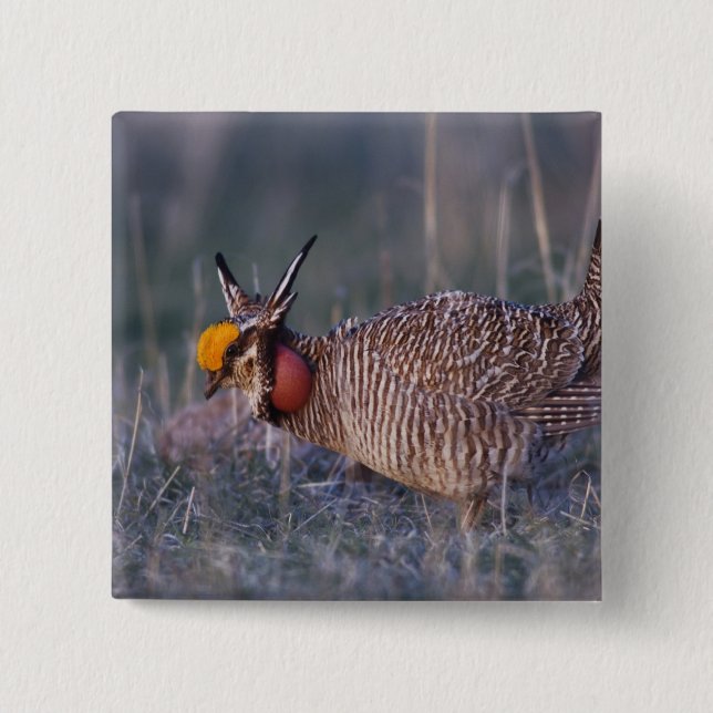 Lesser Prairie-Chicken, Tympanuchus 2 Inch Square Button (Front)