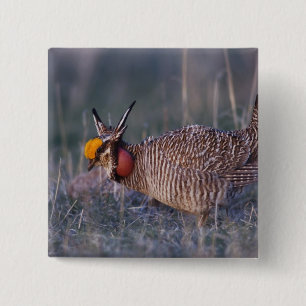 Lesser Prairie-Chicken, Tympanuchus 2 Inch Square Button