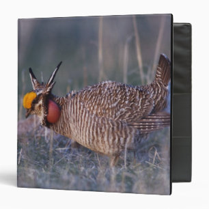 Lesser Prairie-Chicken, Tympanuchus Binder