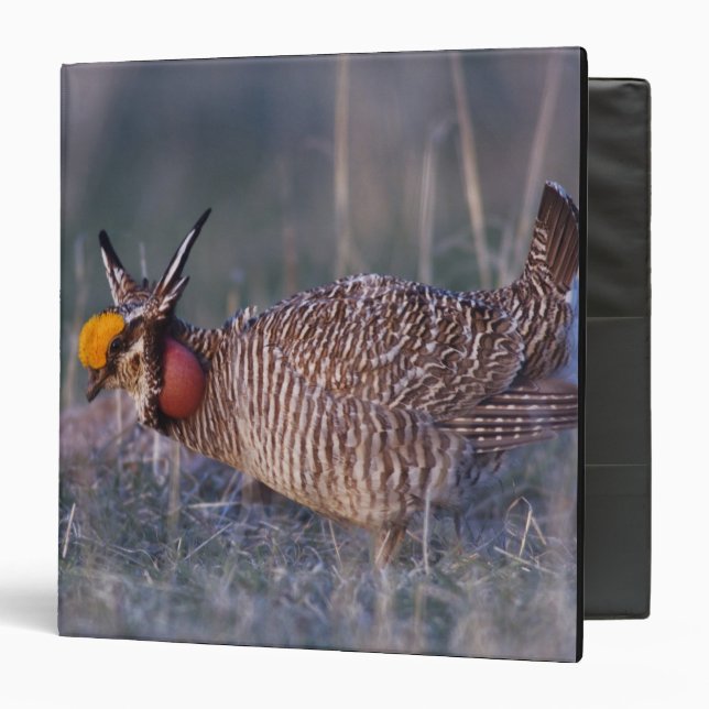 Lesser Prairie-Chicken, Tympanuchus Binder (Front/Inside)