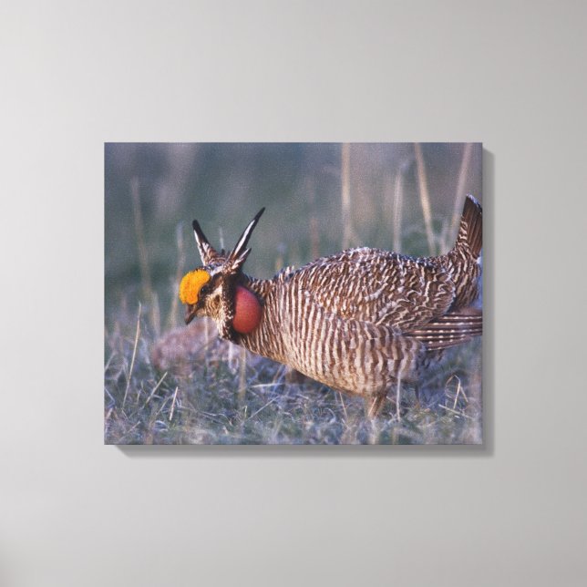 Lesser Prairie-Chicken, Tympanuchus Canvas Print (Front)
