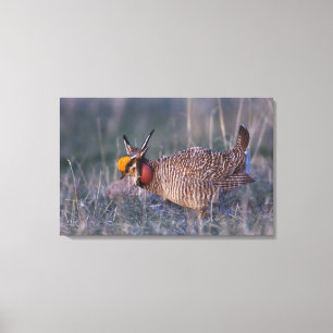 Lesser Prairie-Chicken, Tympanuchus Canvas Print