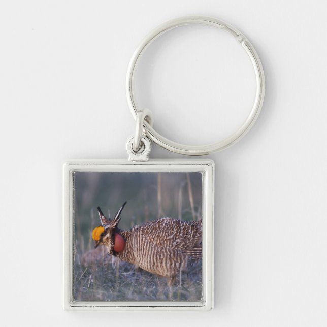 Lesser Prairie-Chicken, Tympanuchus Keychain (Front)