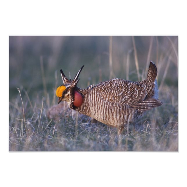 Lesser Prairie-Chicken, Tympanuchus Photo Print (Front)
