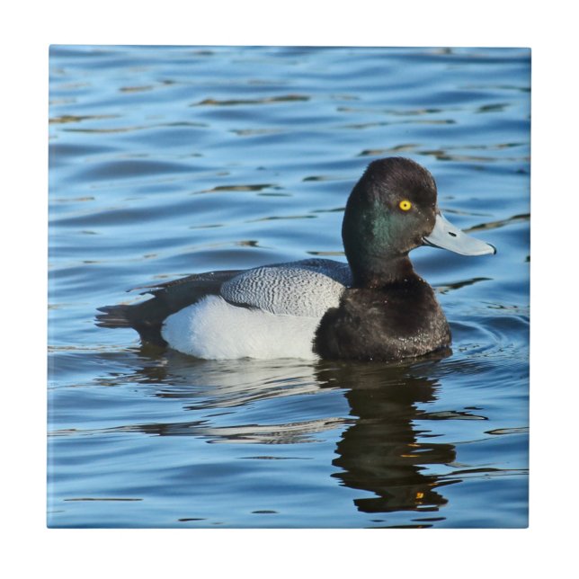 Lesser Scaup - Bluebill Duck Drake Tile (Front)