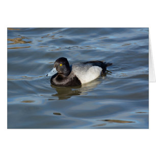 Lesser Scaup Duck