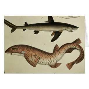Lesser Spotted Dogfish