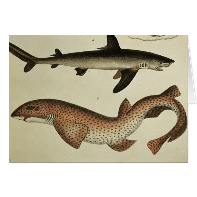Lesser Spotted Dogfish (Front Horizontal)