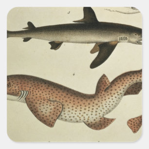 Lesser Spotted Dogfish Square Sticker