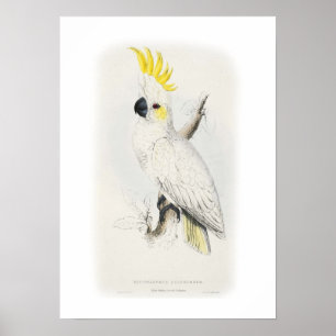 Lesser sulphur-crested cockatoo poster