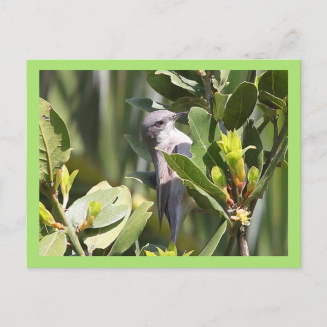 Lesser Whitethroat Postcard (Front)