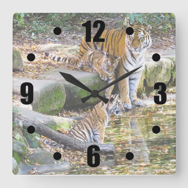 Lessons Of Life Mother Tiger And Cubs Square Wall Clock (Front)