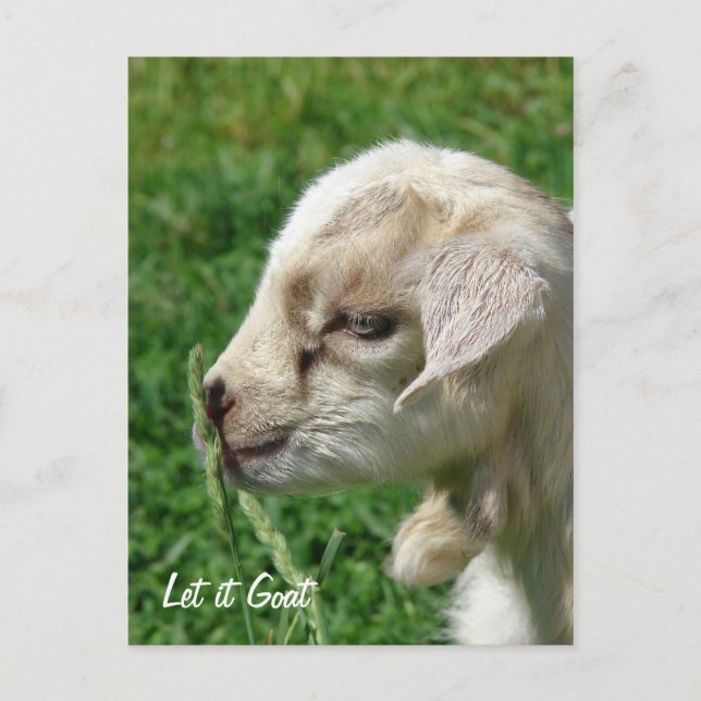Let it Goat Postcard (Front)