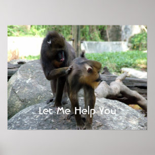 let me help you - smart baboons poster