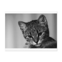 Let me see ... (skeptical cat)