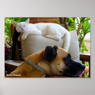 Let Sleeping Cats Lie Poster