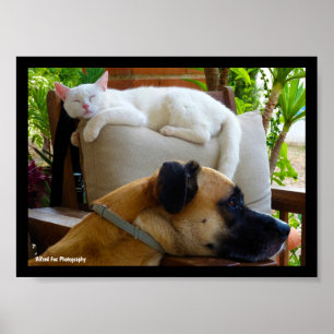 Let Sleeping Cats Lie Poster