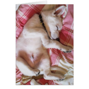 Let Sleeping Dogs Lie Card