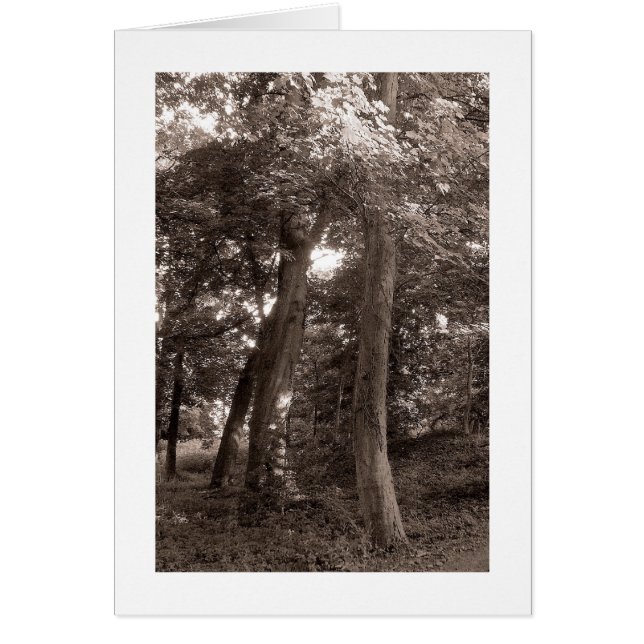 L'été dans les bois - Toné Chaud (Devant)