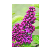 L'été lilas foncé toile tendue sur châssis