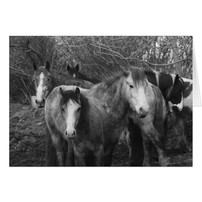 Let's all do the Conga! by CatMac (Front Horizontal)