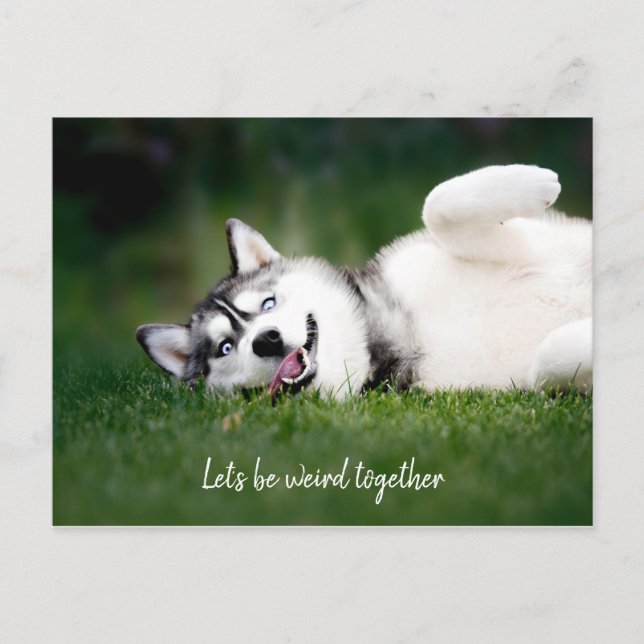 Let's Be Weird Together / Husky Photo Postcard (Front)