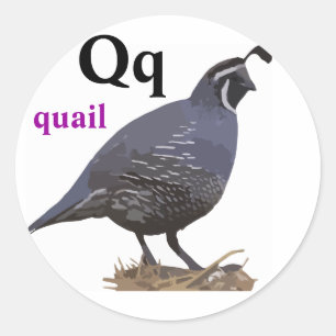 Letter Q quail Stickers