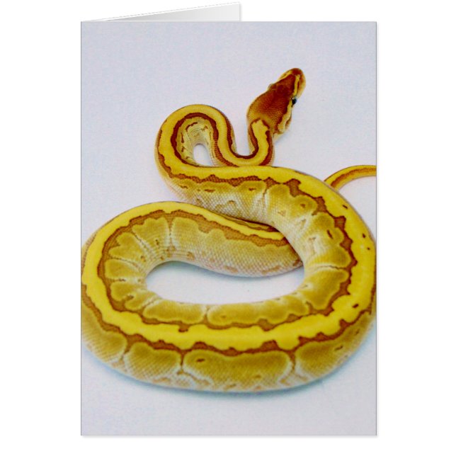 Letter "S" Yellow Ball Python (Front)