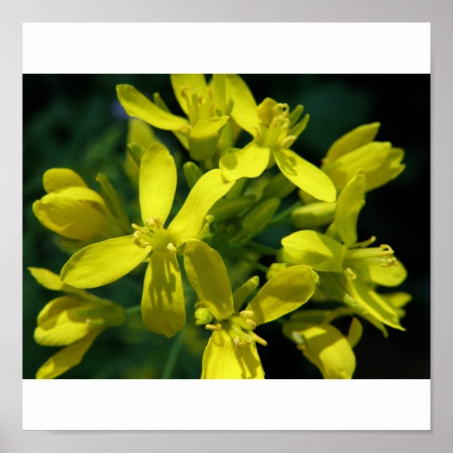 lettuce flowers photo enlargement poster (Front)