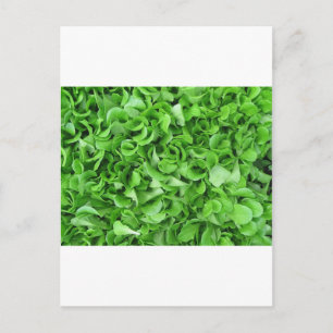 lettuce lovers postcard